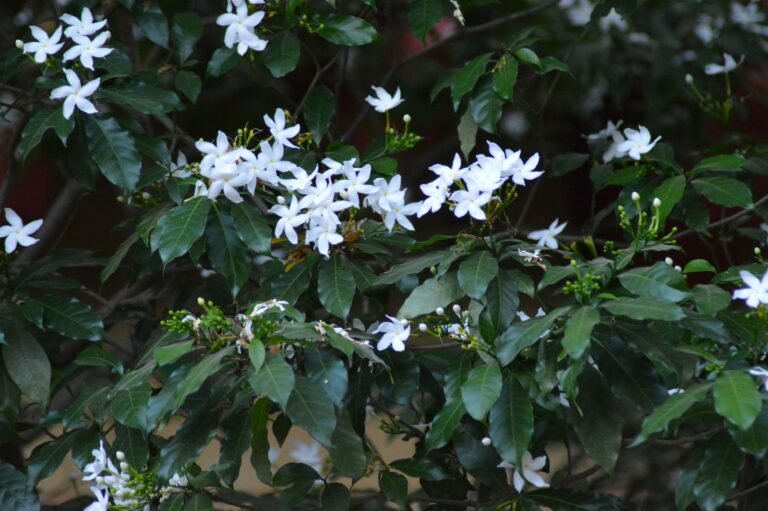 White jasmine flowers representing Madurai businesses in a local SEO guide