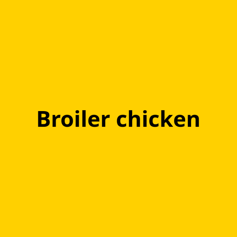 Broiler chicken